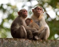 印度猴子为报复摔死250条狗（狗群杀死猴子幼崽遭到猴子报复）