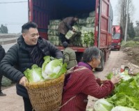 重庆大叔购60吨蔬菜送西安市民（一方有难八方支援）