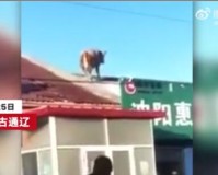 内蒙古一头牛跳上房顶奔跑（勇敢牛牛不怕困难）
