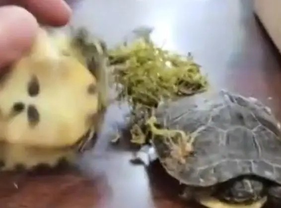 东北男子收到快递,开箱后哭笑不得,宠物龟已成乌龟干
