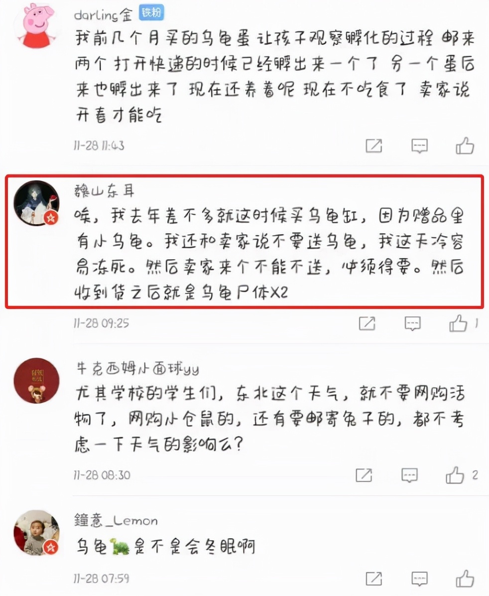 东北男子收到快递,开箱后哭笑不得,宠物龟已成乌龟干