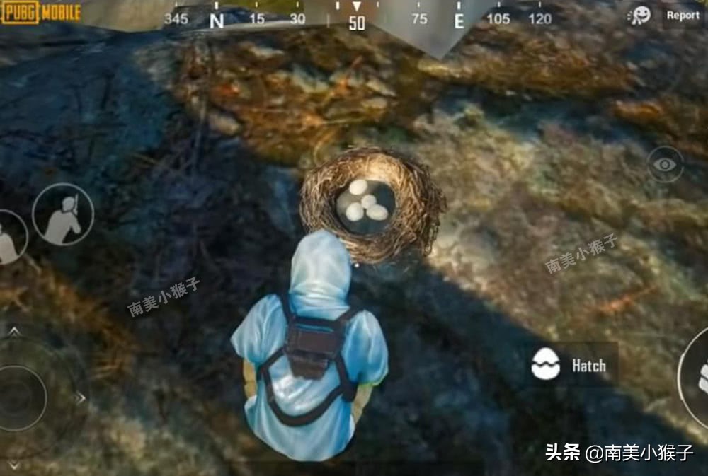 《和平精英》卫星楼发现一窝鸟蛋,点击英文提示,会出现什么?