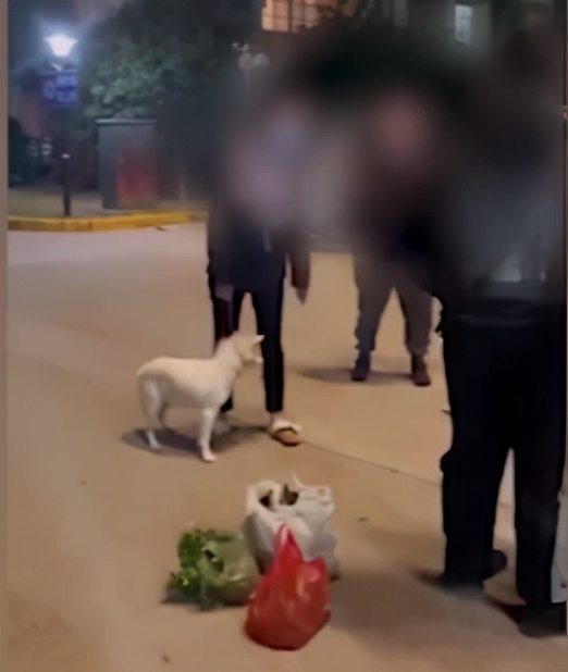 无锡一女子遛狗不牵绳,还多次辱骂老人“老不死的”,警方:刑拘5日