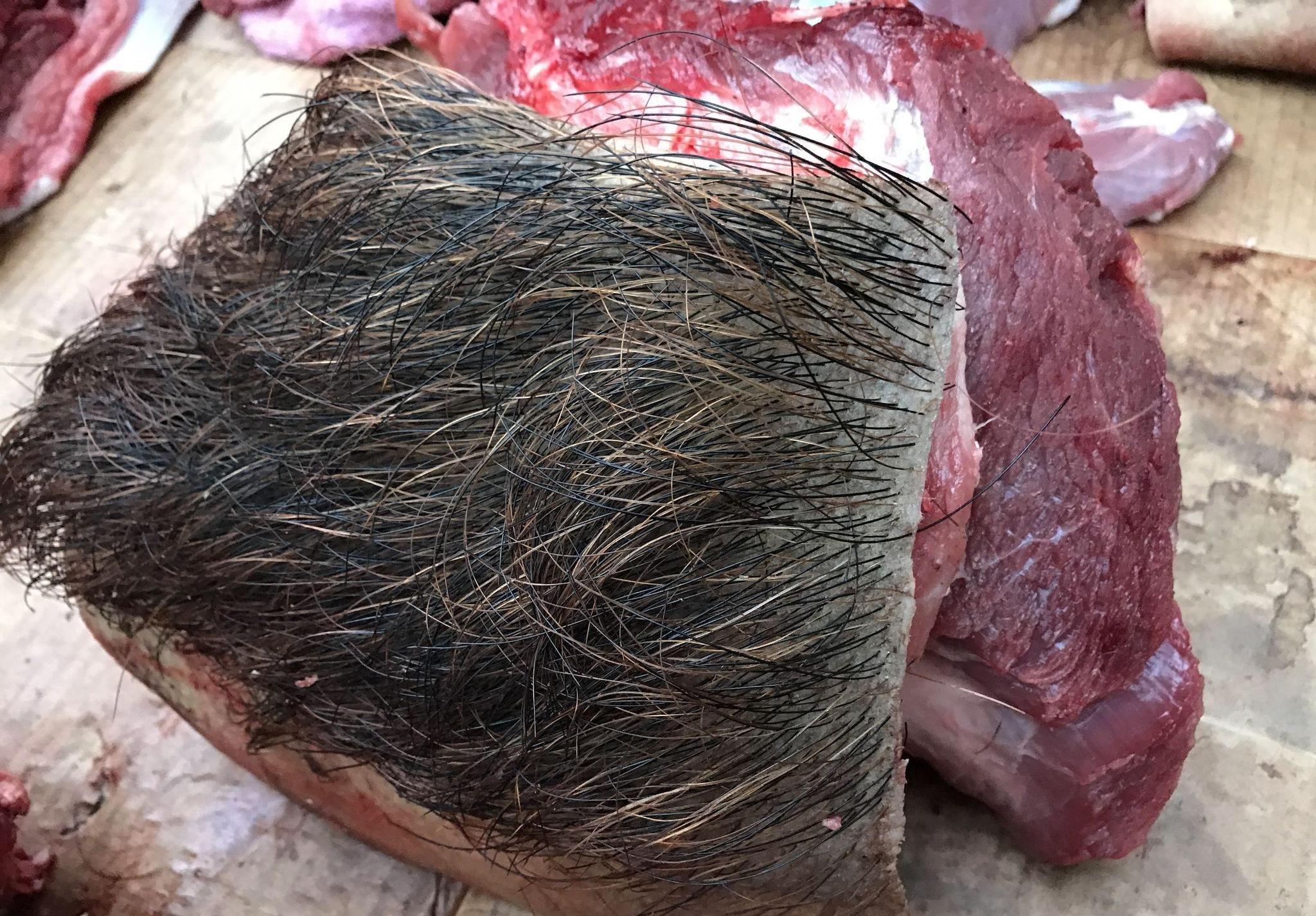 动真格!野猪或被踢出“三有动物”目录,真能降服野猪吗?不一定