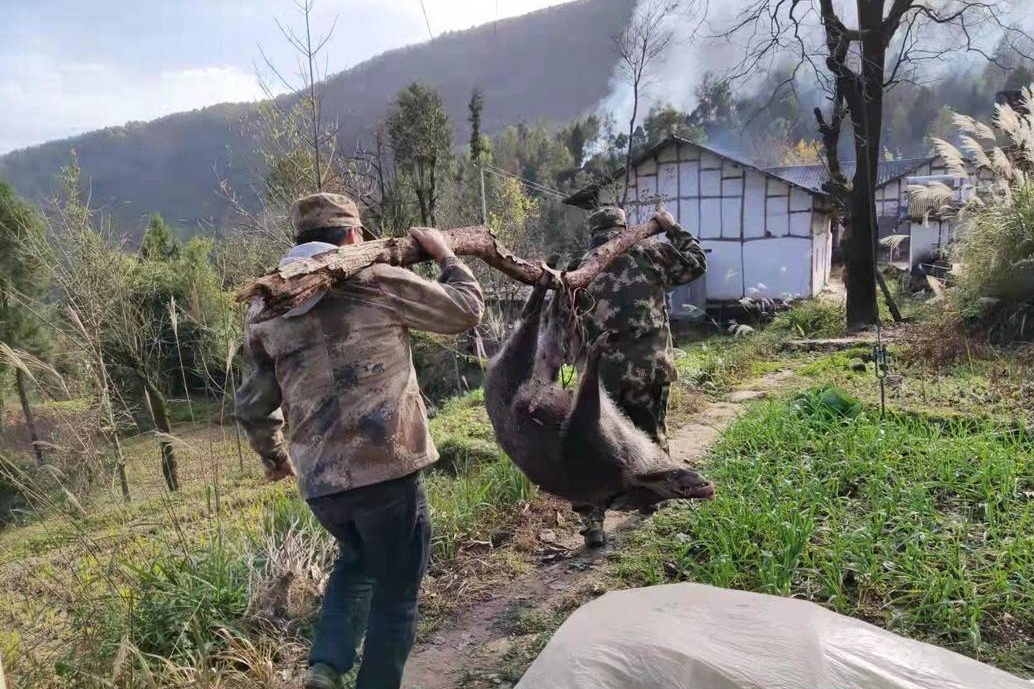 动真格!野猪或被踢出“三有动物”目录,真能降服野猪吗?不一定