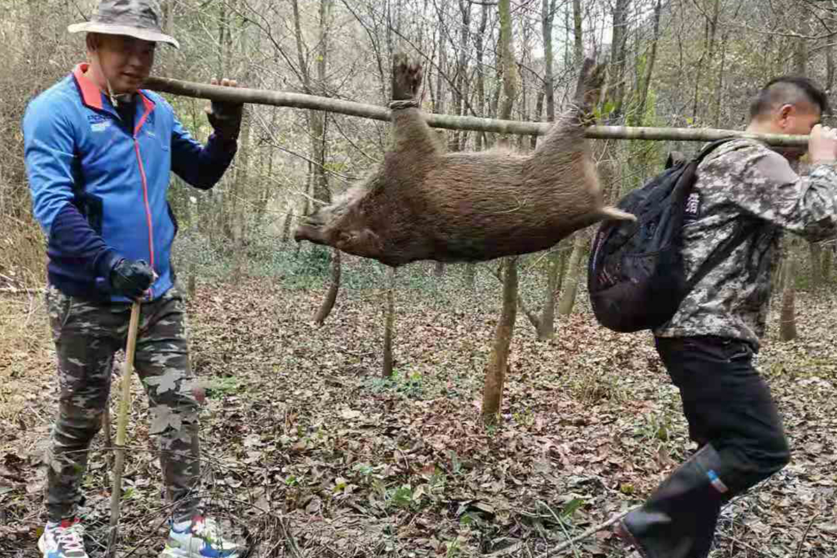 动真格!野猪或被踢出“三有动物”目录,真能降服野猪吗?不一定