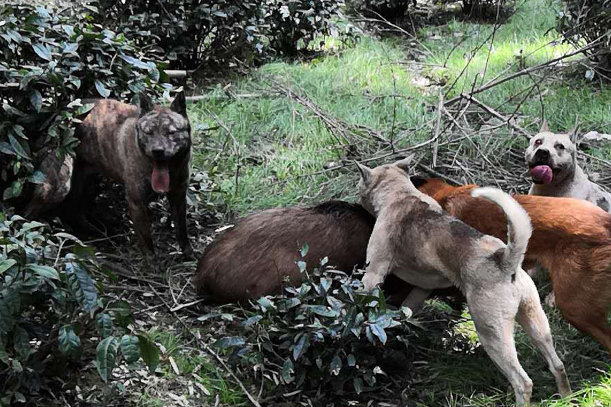 动真格!野猪或被踢出“三有动物”目录,真能降服野猪吗?不一定