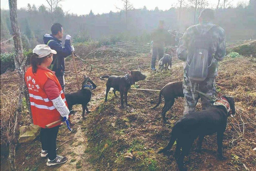 动真格!野猪或被踢出“三有动物”目录,真能降服野猪吗?不一定