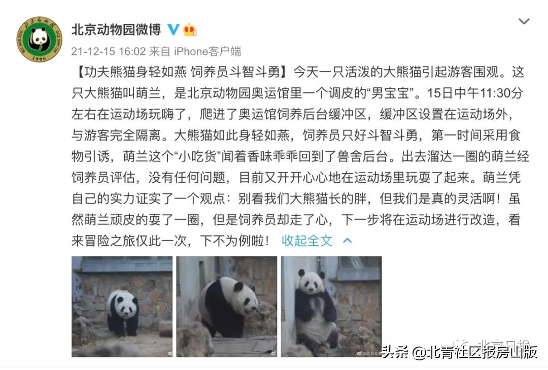 北京动物园大熊猫“身轻如燕”翻出围栏，饲养员：上食物