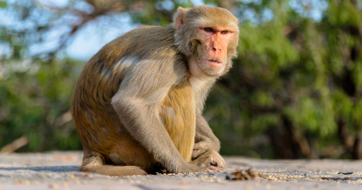 印度惨烈猴狗战争：狗群杀死猴崽，猴群报复杀死250条狗