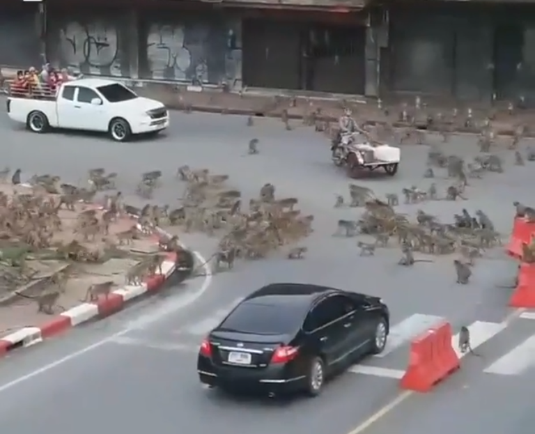 印度惨烈猴狗战争:狗群杀死猴崽,猴群报复杀死250条狗
