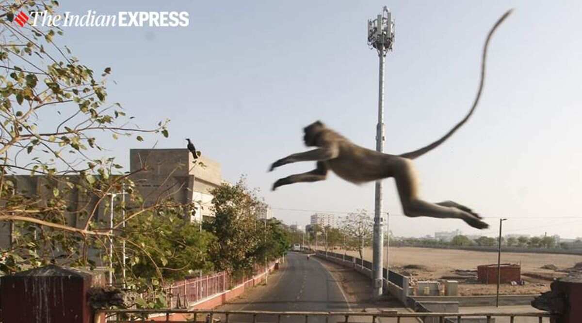 印度惨烈猴狗战争：狗群杀死猴崽，猴群报复杀死250条狗