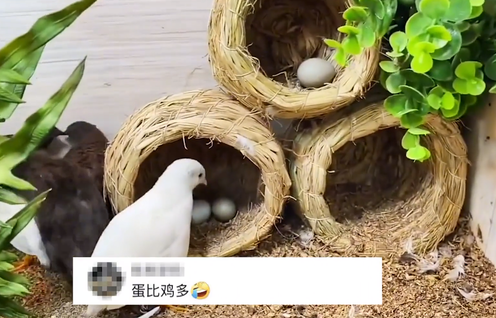 浙江一男子“鱼缸”里养鸡,捡蛋捡到“手软”:再没买过鸡蛋