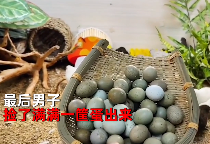 浙江一男子“鱼缸”里养鸡，捡蛋捡到“手软”：再没买过鸡蛋