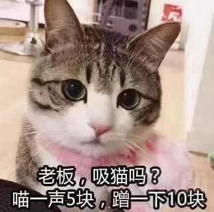 《逆水寒》猫咪获取教程(撸猫提升好感度技巧分享)--第1张 《逆水寒》猫咪获取教程(撸猫提升好感度技巧分享)--第1张
